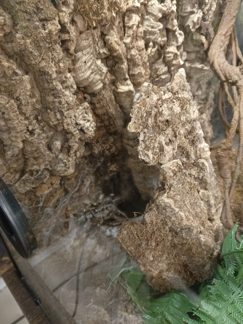 Мам, а меня паук укусит?