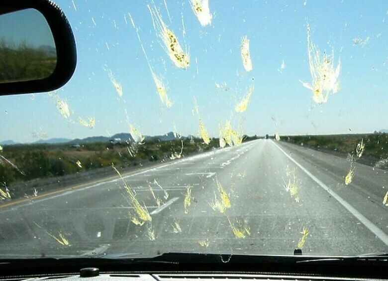 Как яблоко может помочь избавиться от насекомых, прилипших к лобовому стеклу?