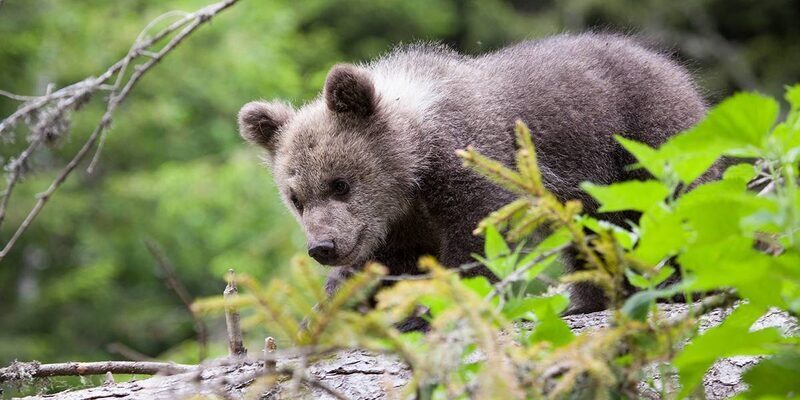 🐻Нашел дырку в ограждении? Медведь стал причиной огромной пробки на трассе М-11