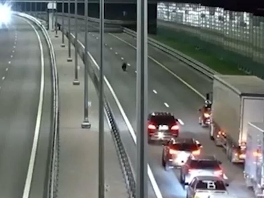 🐻Нашел дырку в ограждении? Медведь стал причиной огромной пробки на трассе М-11