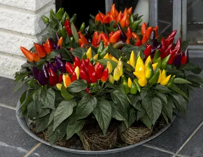 Какие домашние растения ядовиты и почему