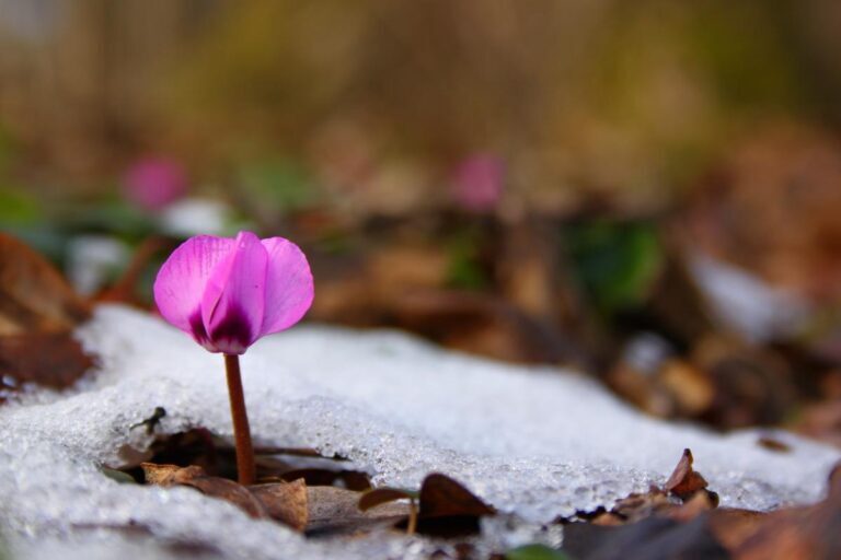 Пик зимнего цветения: разгадка прекрасного жизненного цикла цикламена