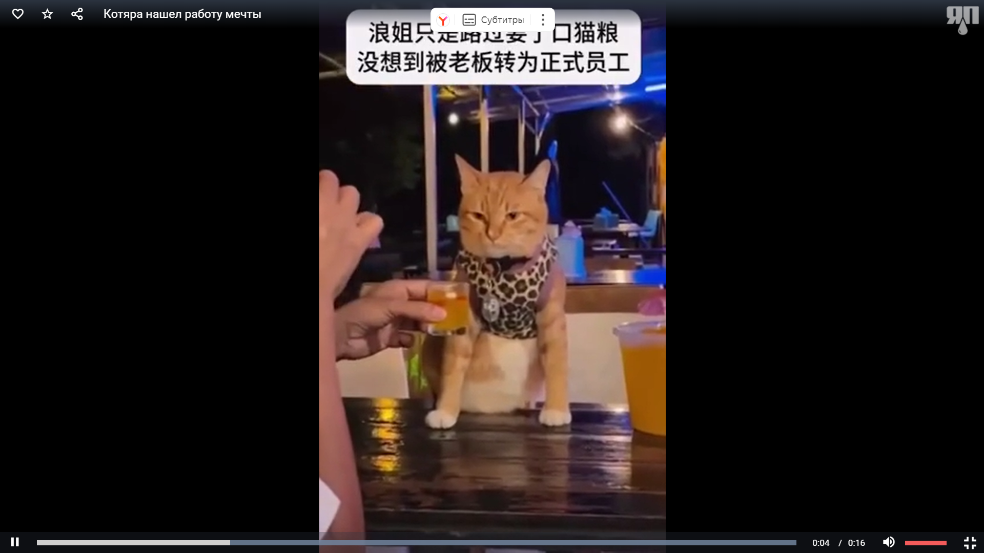 Принимает у гостей оплату по QR-коду. В Таиланде обнаружен кот, работающий кассиром в баре