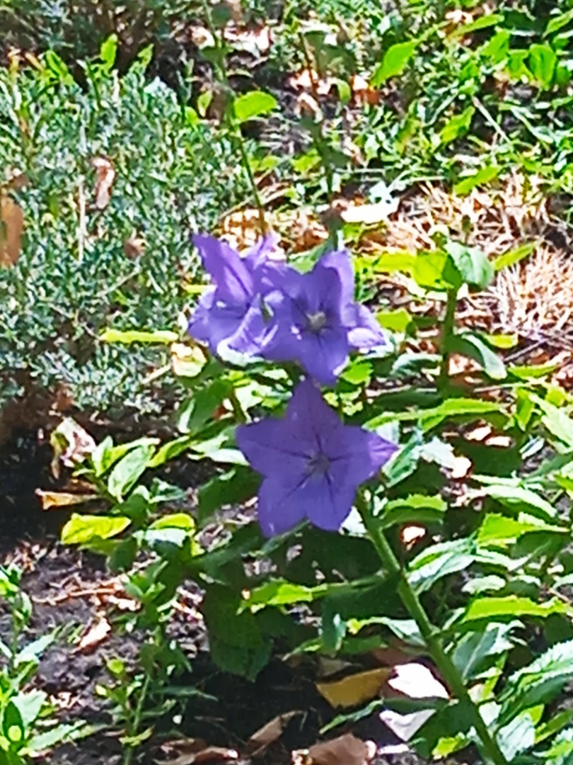 ☘🌸🌲Необыкновенная красота Донецкого ботанического сада! Последние летние денёчки!🌳🏵🌿