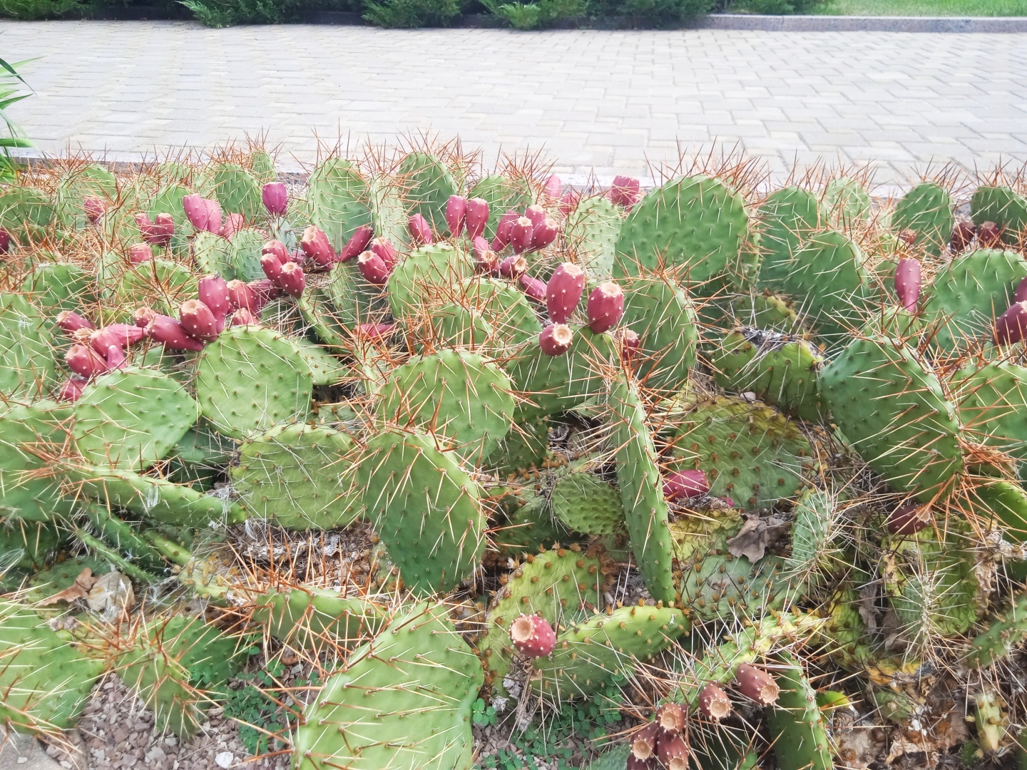 ☘🌸🌲Необыкновенная красота Донецкого ботанического сада! Последние летние денёчки!🌳🏵🌿