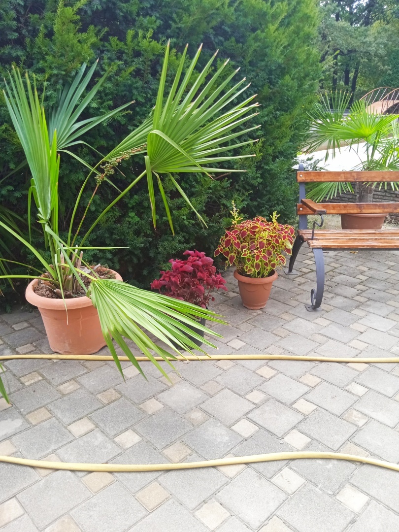 ☘🌸🌲Необыкновенная красота Донецкого ботанического сада! Последние летние денёчки!🌳🏵🌿