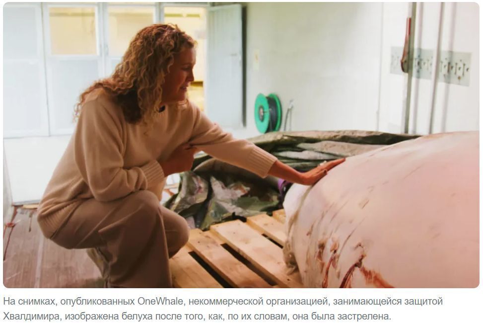 Что за кит Хвалдимир, подозреваемый в «шпионаже» на Россию, был убит у берегов Норвегии?