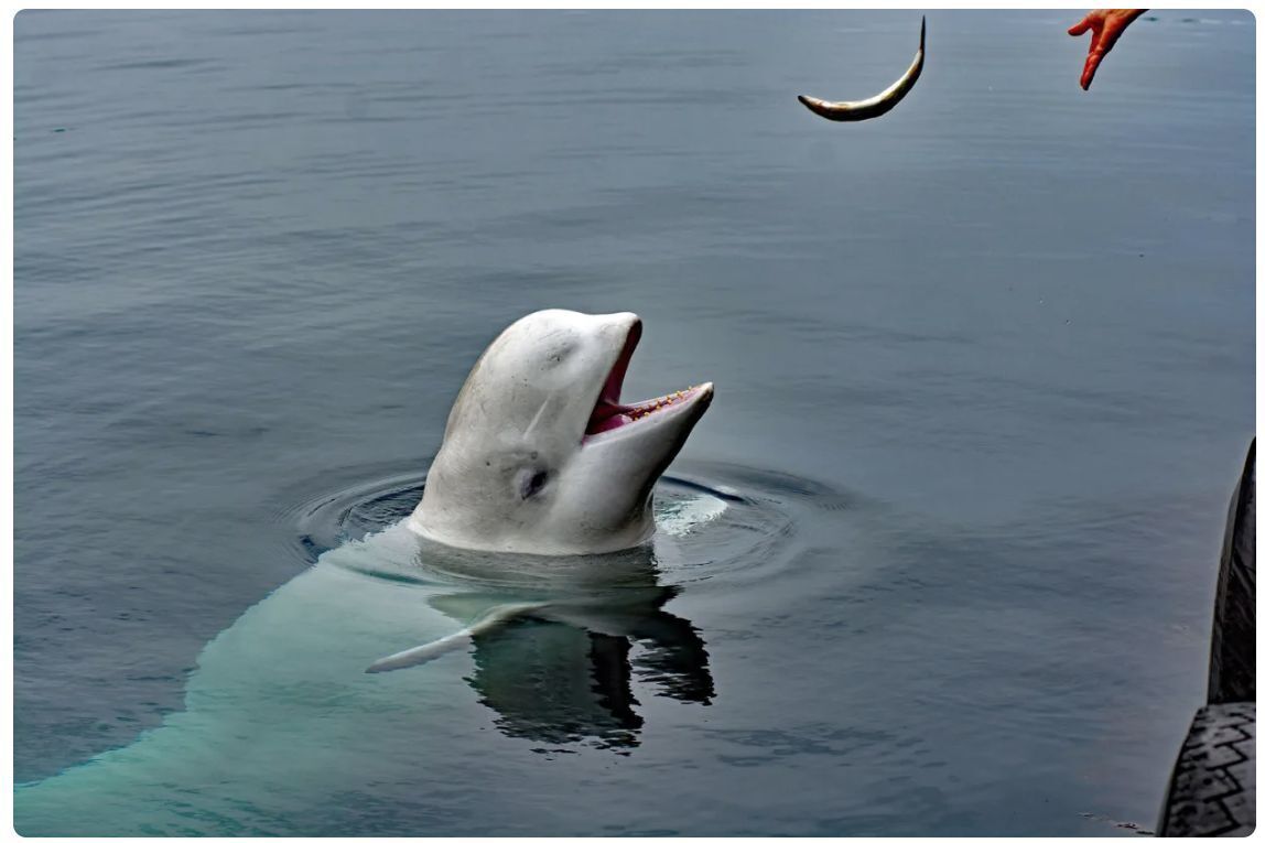 Что за кит Хвалдимир, подозреваемый в «шпионаже» на Россию, был убит у берегов Норвегии?