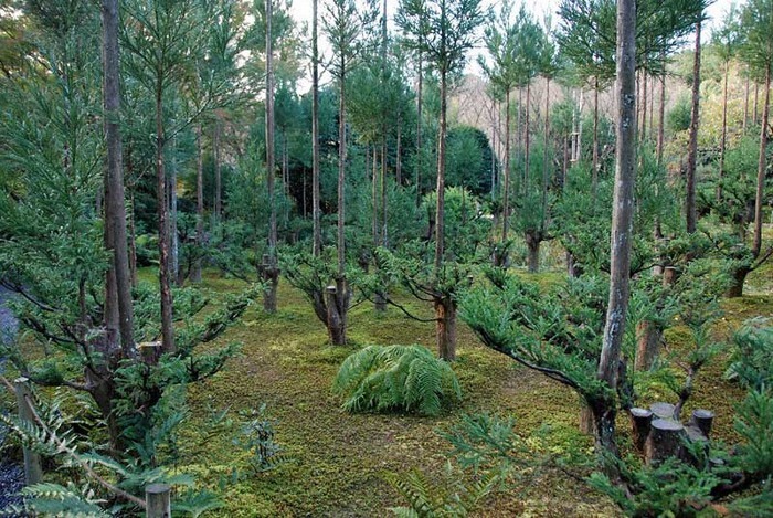 Древняя японская методика, возникшая в 14 веке, дает возможность получать древесину без необходимости уничтожения деревьев