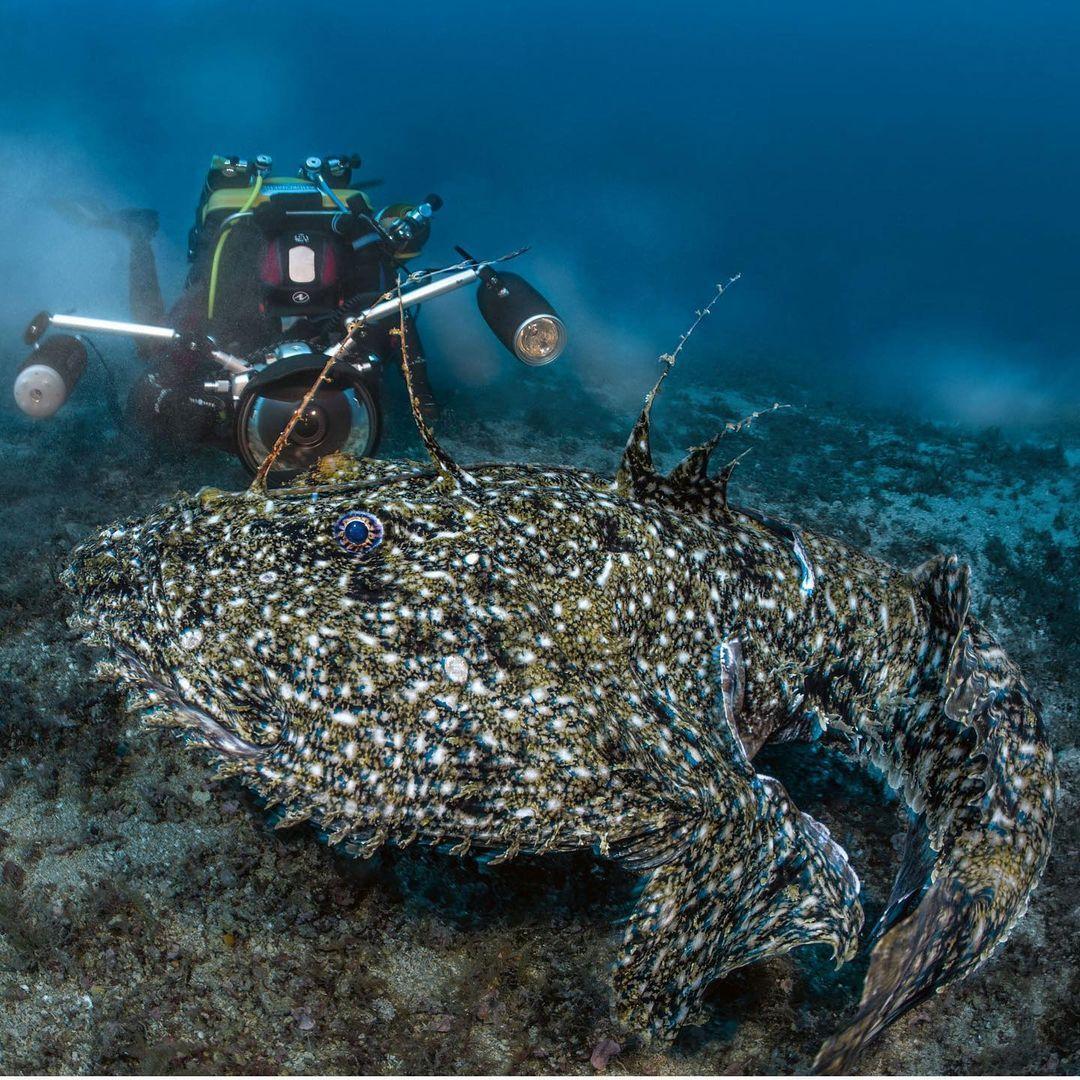 Миссия Gombessa V дайвера и специалиста по глубоководной съемке Лорана Баллесты