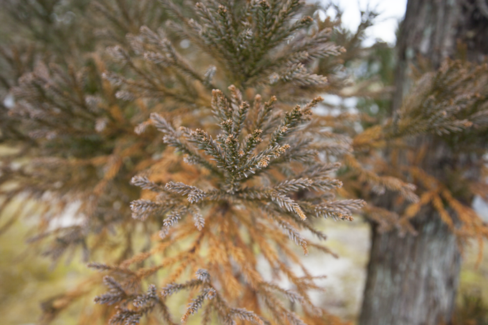 Древняя японская методика, возникшая в 14 веке, дает возможность получать древесину без необходимости уничтожения деревьев