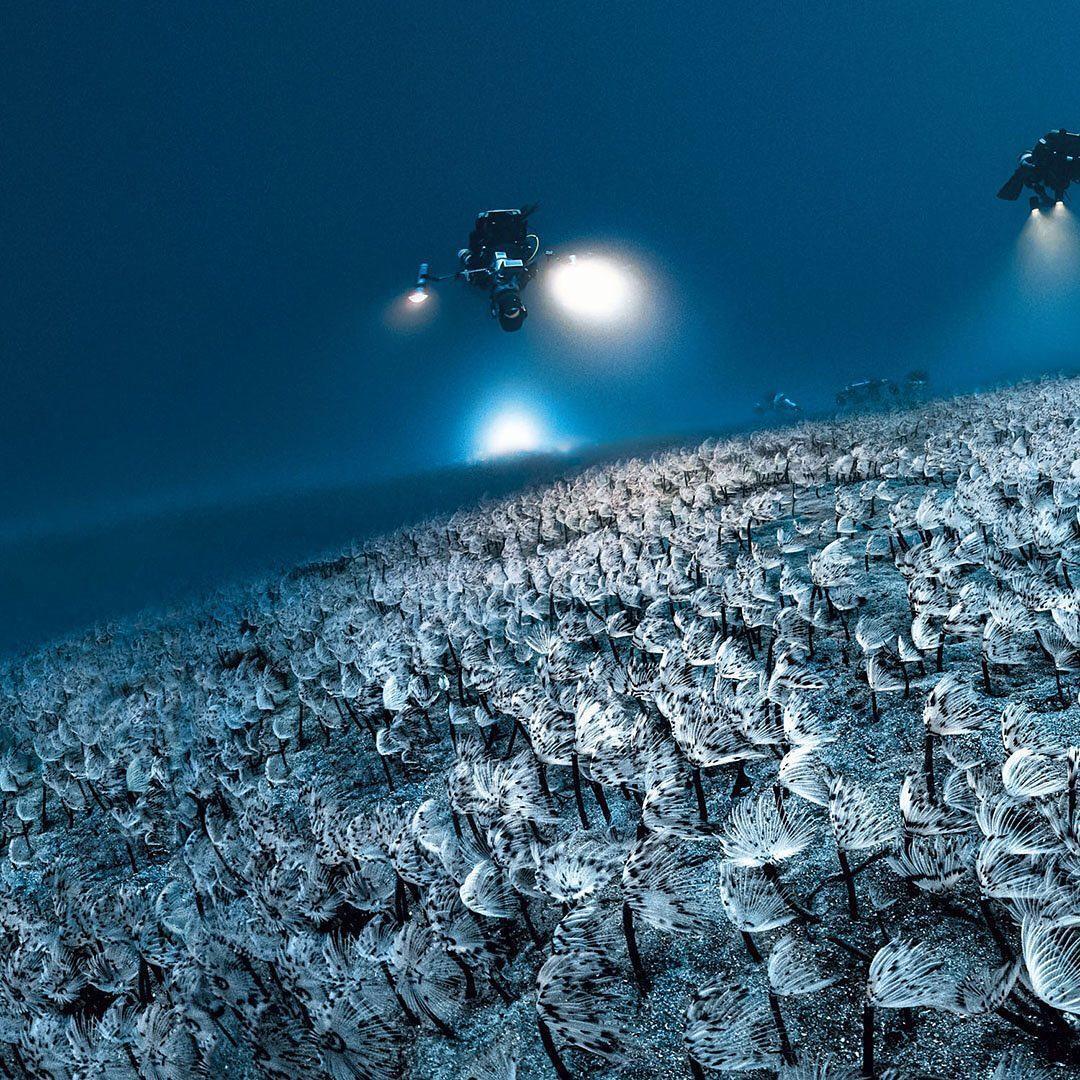 Миссия Gombessa V дайвера и специалиста по глубоководной съемке Лорана Баллесты