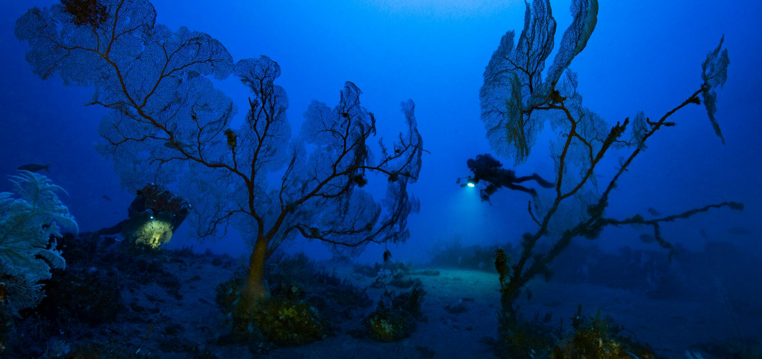 Миссия Gombessa V дайвера и специалиста по глубоководной съемке Лорана Баллесты