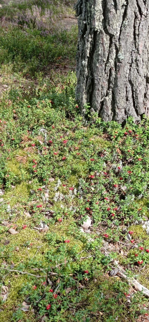 Брусника. Что мы должны знать об этой ягоде? 10 удивительно полезных свойств брусники