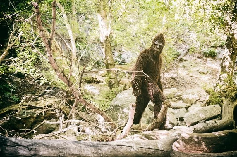 Странные законы США предусматривают наказание за беспокойство над Бигфутом и поедание мусора из мусорного бака