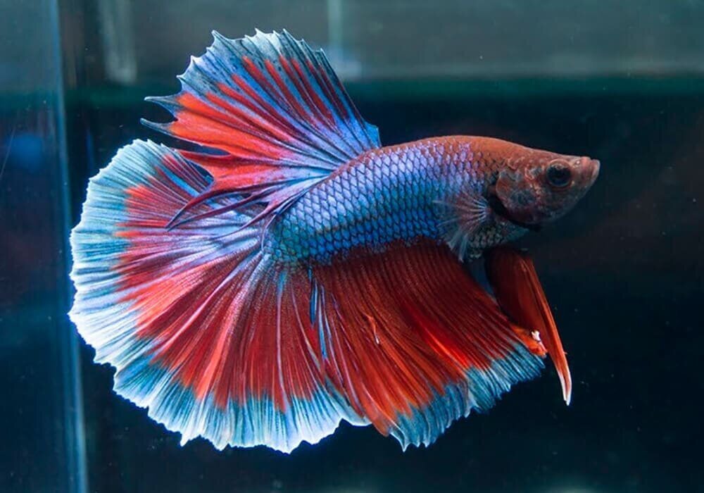 Топ-10 лучших неприхотливых рыб для начинающих аквариумистов.