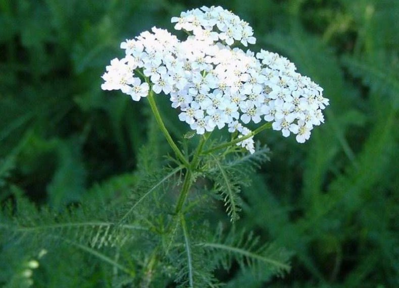 Топ-10 лучших трав для женского здоровья