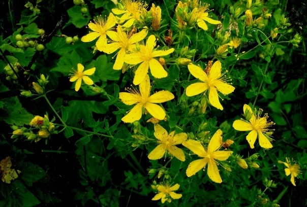 Топ-10 лучших трав для женского здоровья