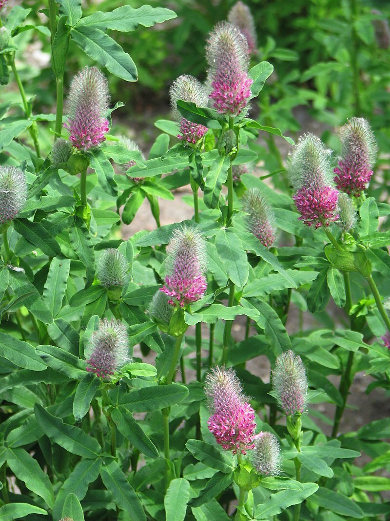 Вчера посадил сидераты, красный клевер примерно 200 грамм, и смесь лен и фацелия граммов 500 примерно. Нормально ничего не взошло.