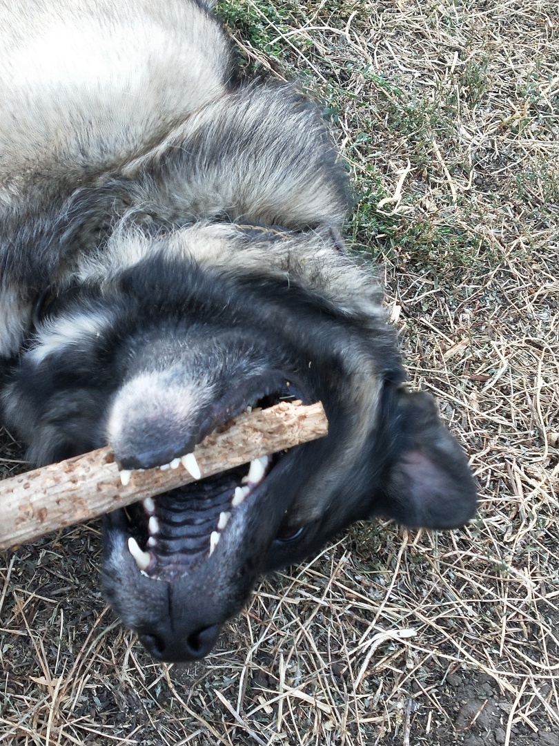 О необходимости иметь собаку на участке частного дома 🐕‍🦺 История о Биме и его характере 🐾 Рассуждения об опасности бездомных собак и личных границах.