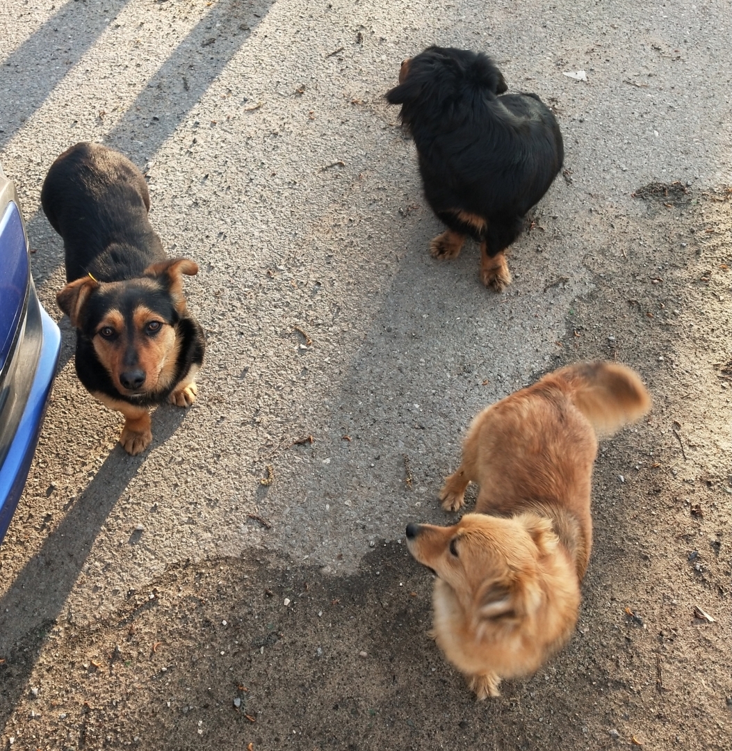 О необходимости иметь собаку на участке частного дома 🐕‍🦺 История о Биме и его характере 🐾 Рассуждения об опасности бездомных собак и личных границах.