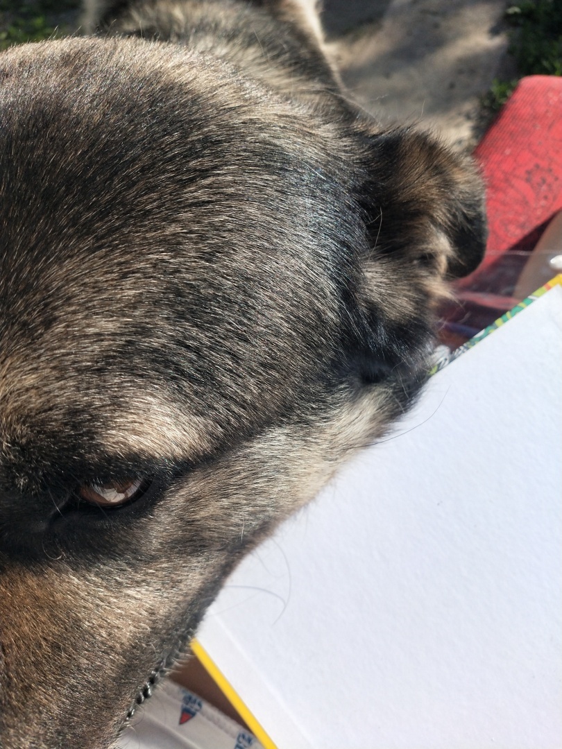 О необходимости иметь собаку на участке частного дома 🐕‍🦺 История о Биме и его характере 🐾 Рассуждения об опасности бездомных собак и личных границах.