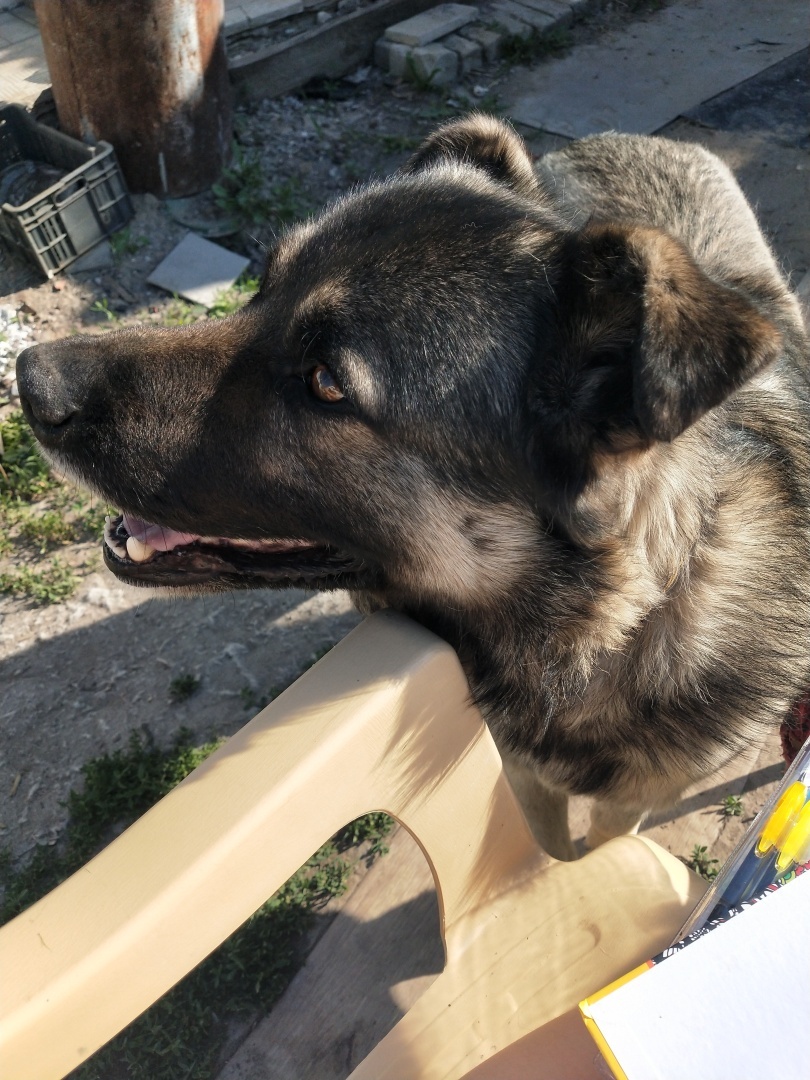 О необходимости иметь собаку на участке частного дома 🐕‍🦺 История о Биме и его характере 🐾 Рассуждения об опасности бездомных собак и личных границах.