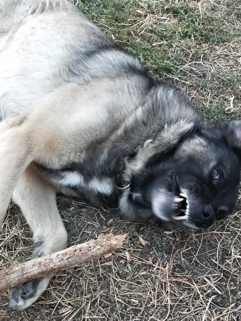 О необходимости иметь собаку на участке частного дома 🐕‍🦺 История о Биме и его характере 🐾 Рассуждения об опасности бездомных собак и личных границах.