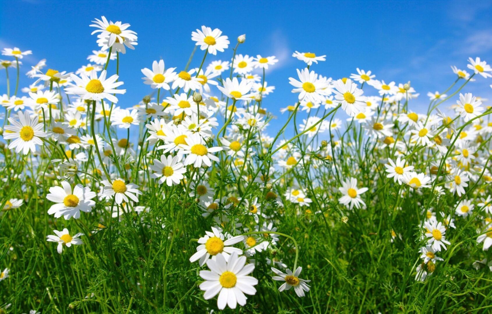 Топ-10 лучших трав для женского здоровья