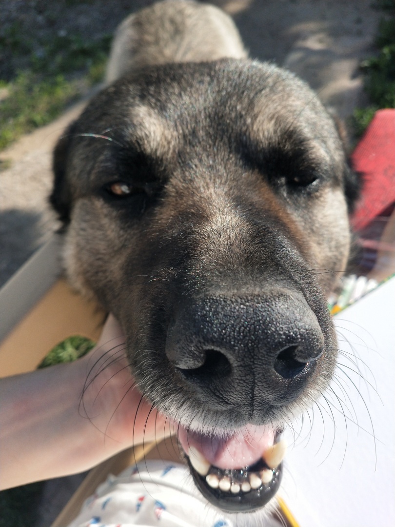 О необходимости иметь собаку на участке частного дома 🐕‍🦺 История о Биме и его характере 🐾 Рассуждения об опасности бездомных собак и личных границах.