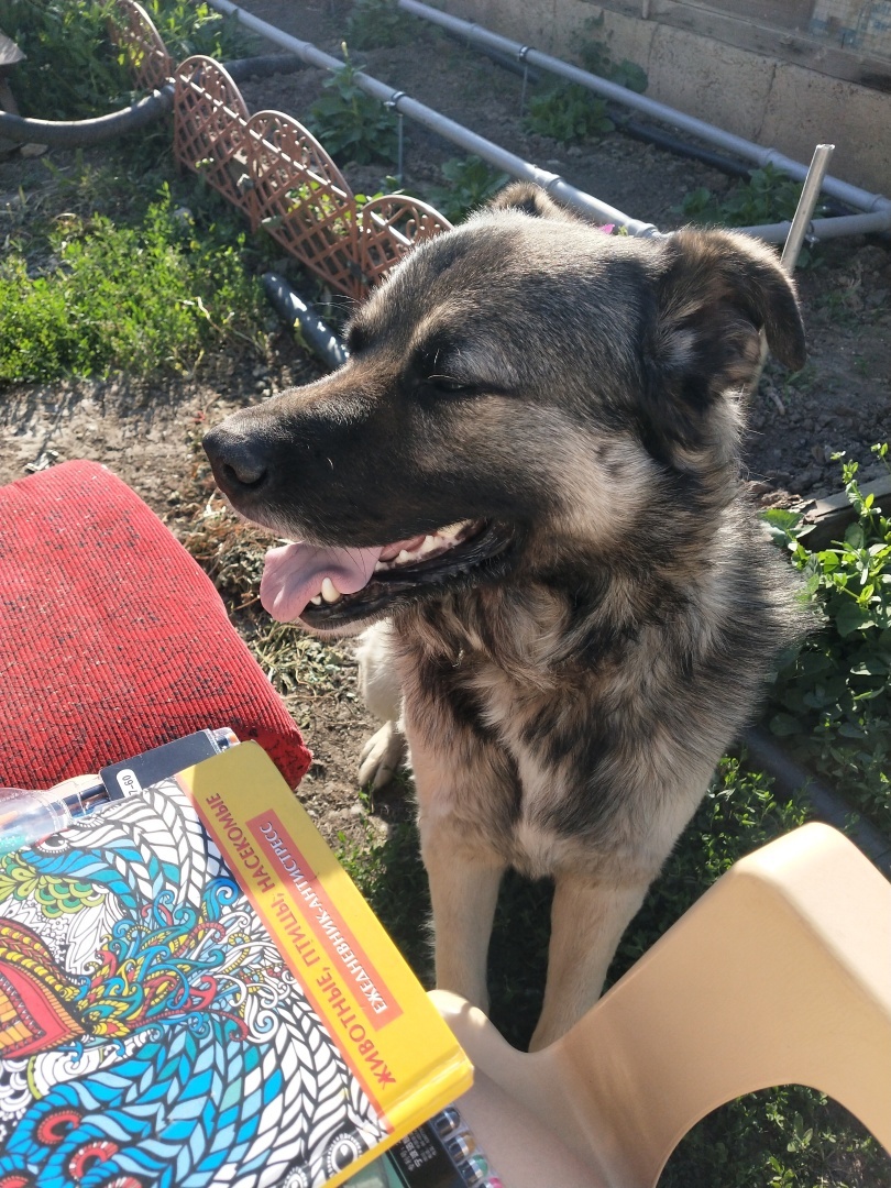 О необходимости иметь собаку на участке частного дома 🐕‍🦺 История о Биме и его характере 🐾 Рассуждения об опасности бездомных собак и личных границах.