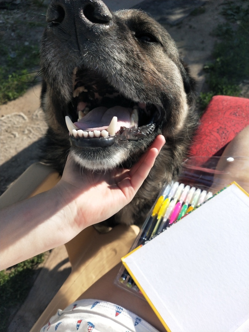 О необходимости иметь собаку на участке частного дома 🐕‍🦺 История о Биме и его характере 🐾 Рассуждения об опасности бездомных собак и личных границах.