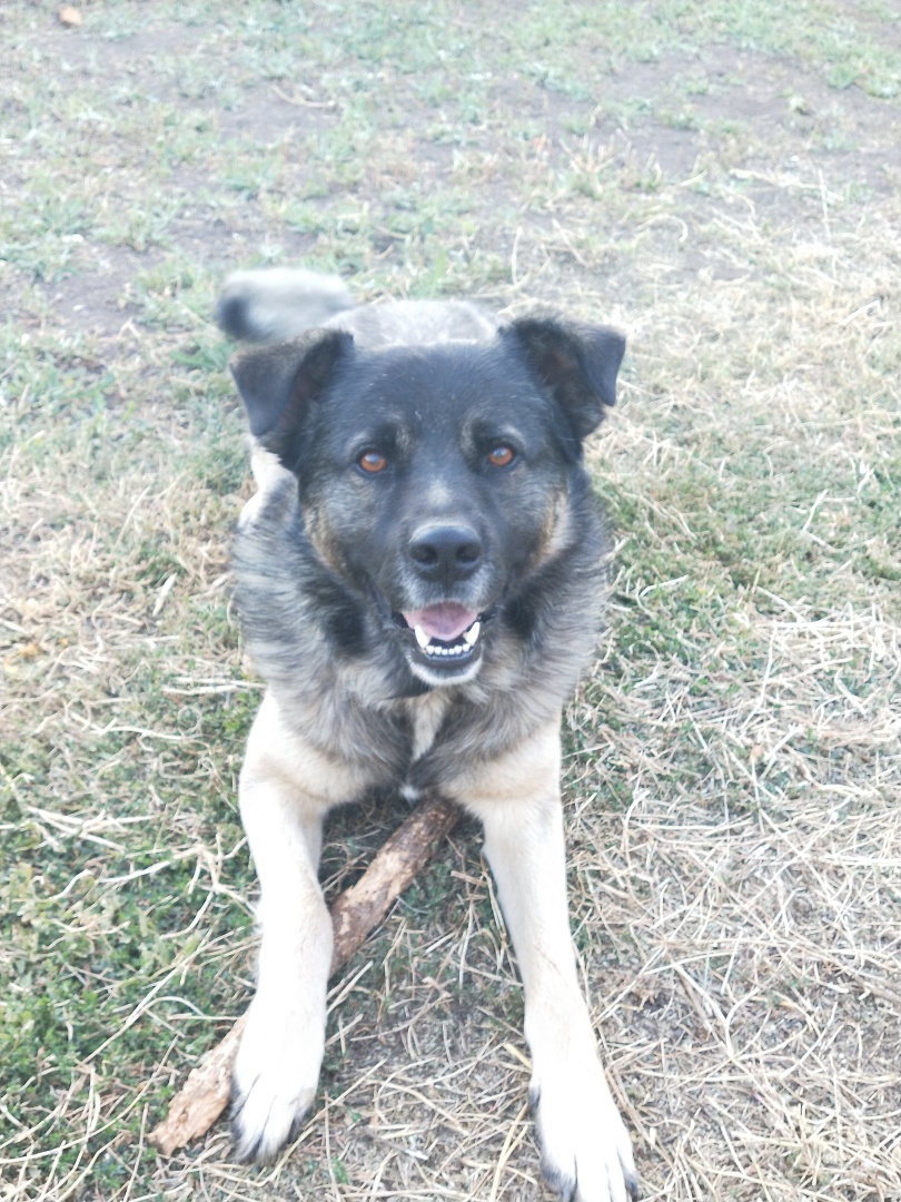 О необходимости иметь собаку на участке частного дома 🐕‍🦺 История о Биме и его характере 🐾 Рассуждения об опасности бездомных собак и личных границах.