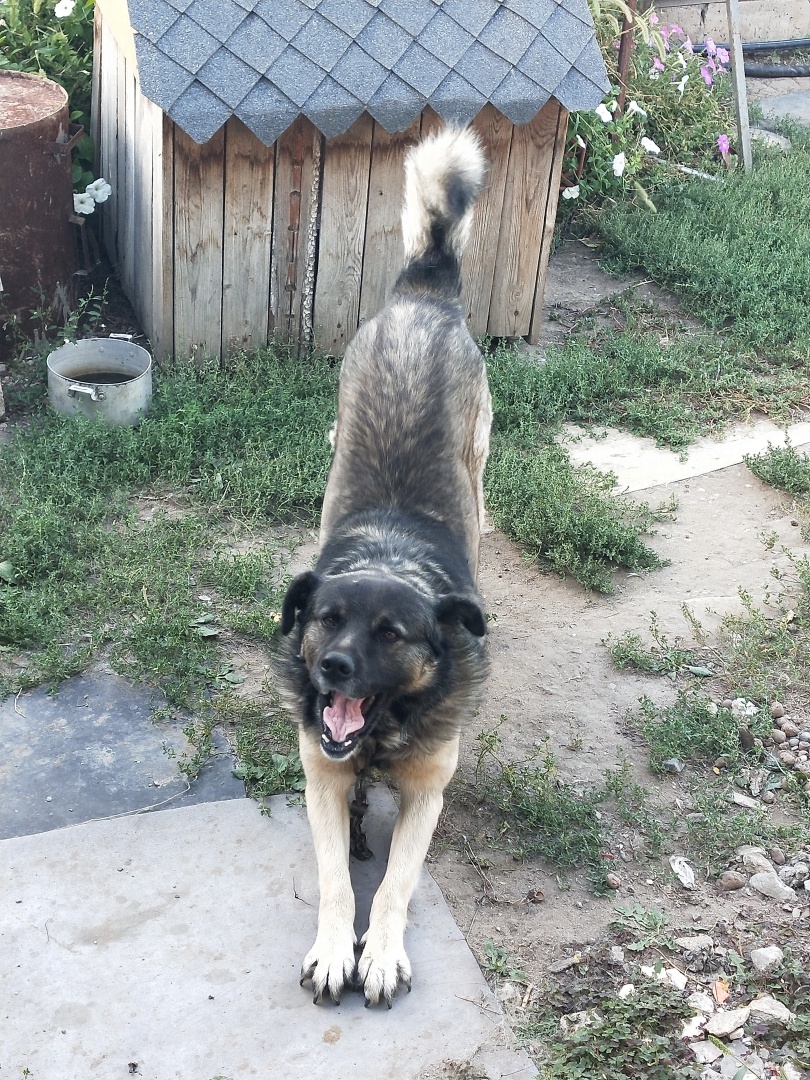 О необходимости иметь собаку на участке частного дома 🐕‍🦺 История о Биме и его характере 🐾 Рассуждения об опасности бездомных собак и личных границах.