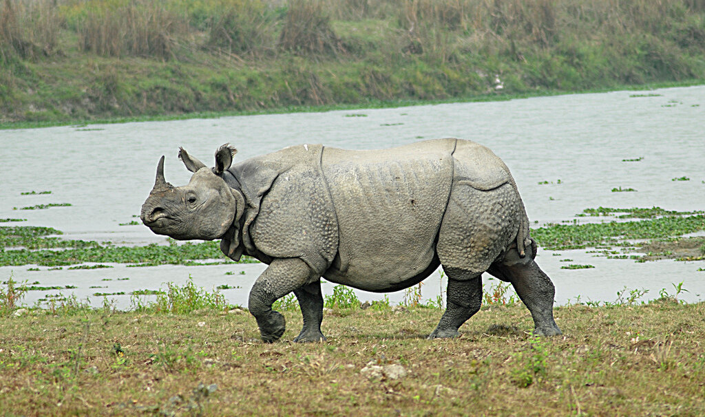 Животные которые могут навсегда исчезнуть с нашей планеты