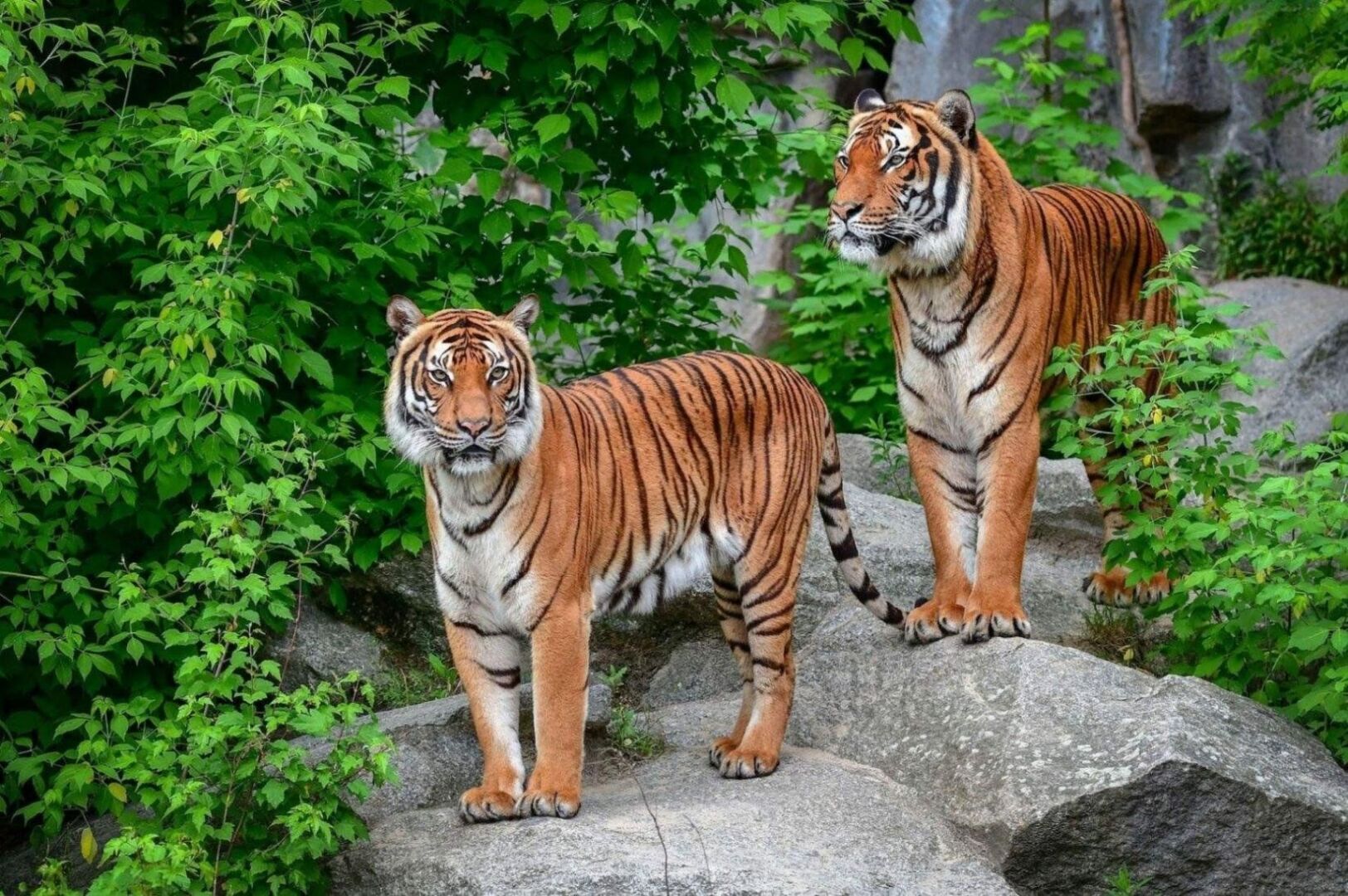 Животные которые могут навсегда исчезнуть с нашей планеты