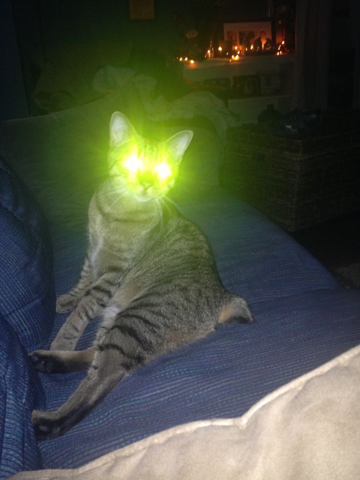 Лучшие игрушки для домашних кошек!