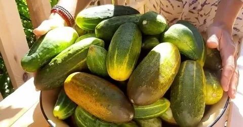 Что приготовить из переросших огурцов на зиму и на обед