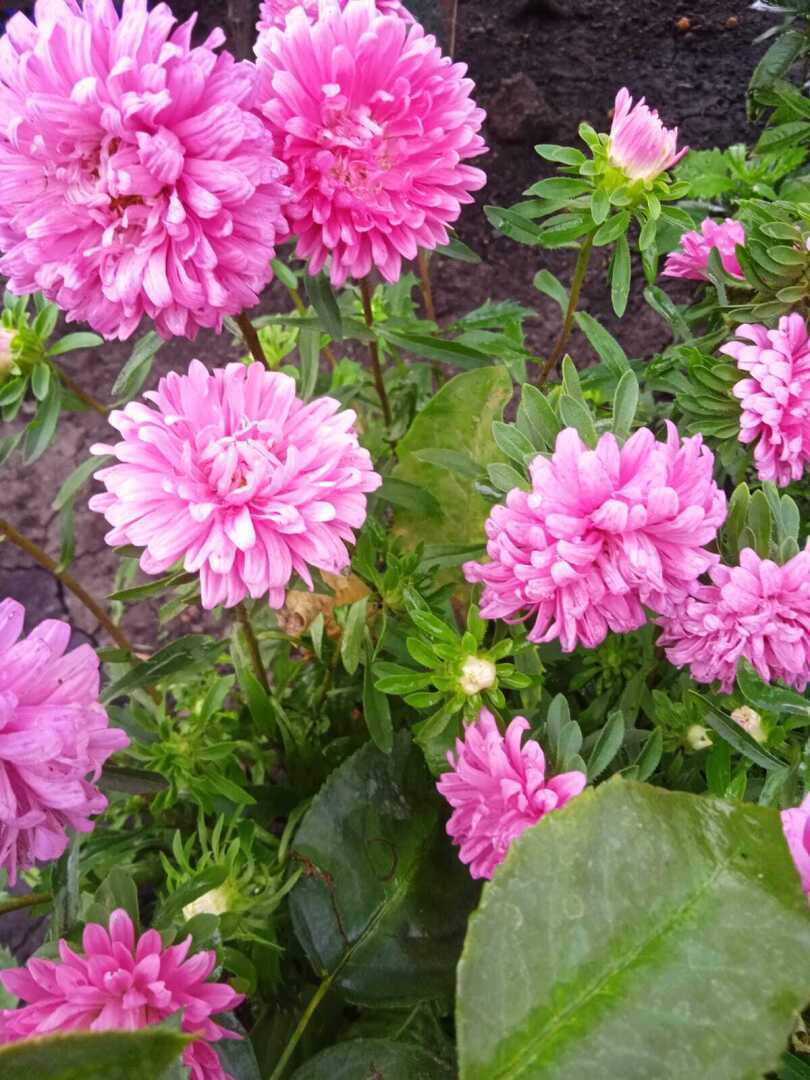 "Букет советского первоклассника": мои любимые сентябрьские однолетние цветы