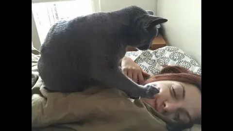 Зачем кошки следят за хозяевами