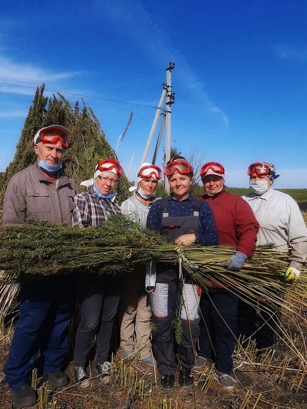 Зеленая революция в женских руках: как российские ученые меняют будущее коноплеводства