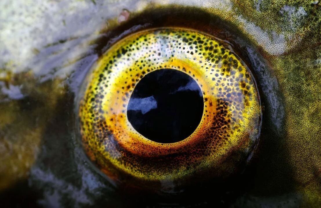 365 или Меню на каждый день "Рыбий глаз"