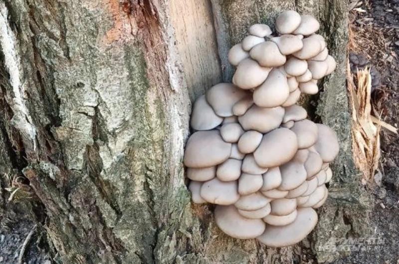 Как вырастить вешенки из мицелия?