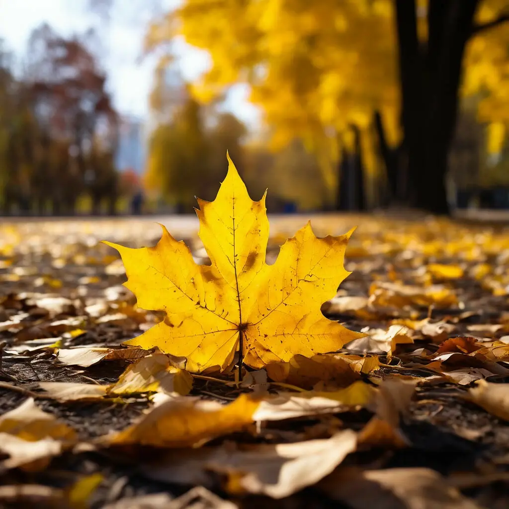 🍂🍁Пословицы на сентябрь: народные, погодные!🍁🍂