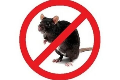 Кто и с какой периодичностью должен проводить дезинсекцию и дератизацию? Короткие пояснения юриста