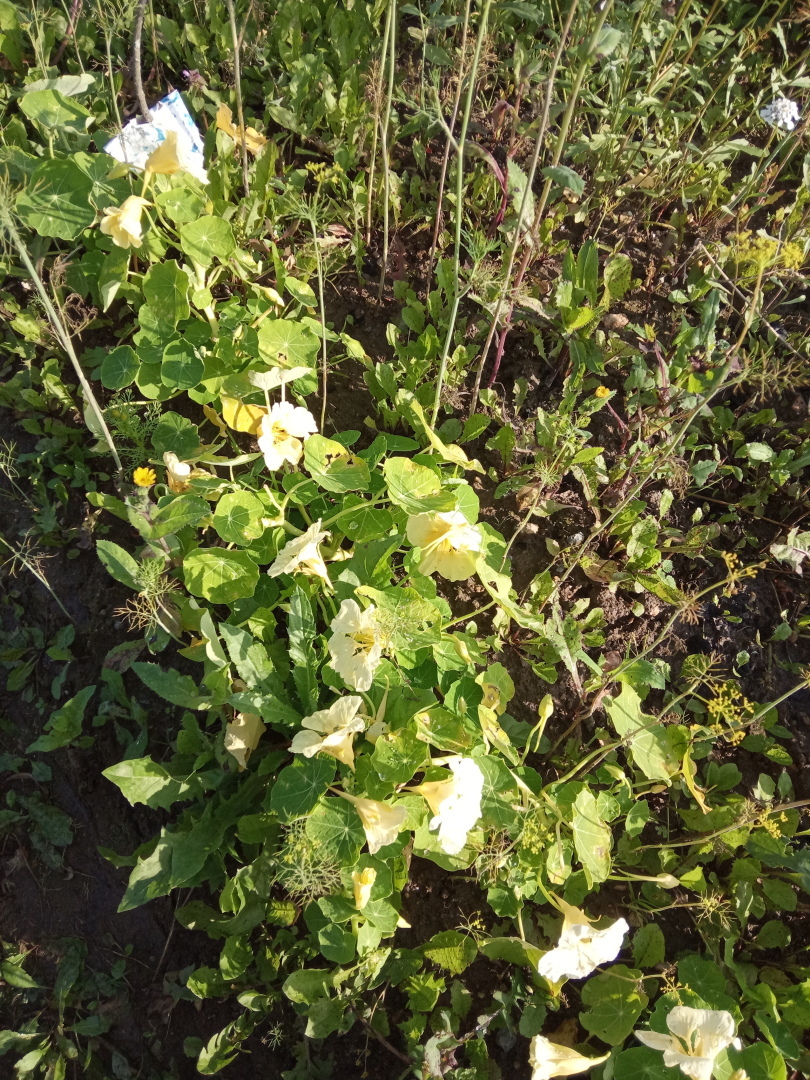 Настурция наполнит ваши дни радостью и позитивом