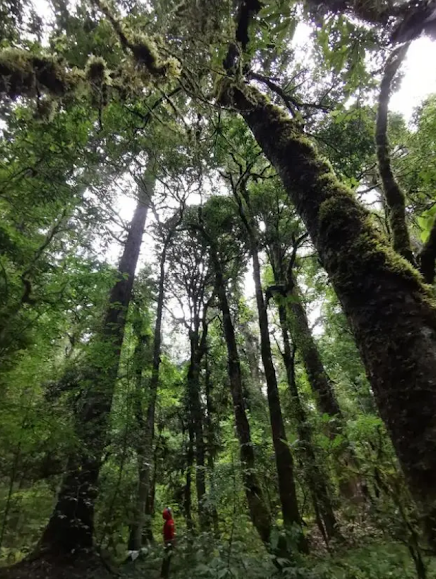Юньнаньская ель Huangguo самое высокое дерево Китая
