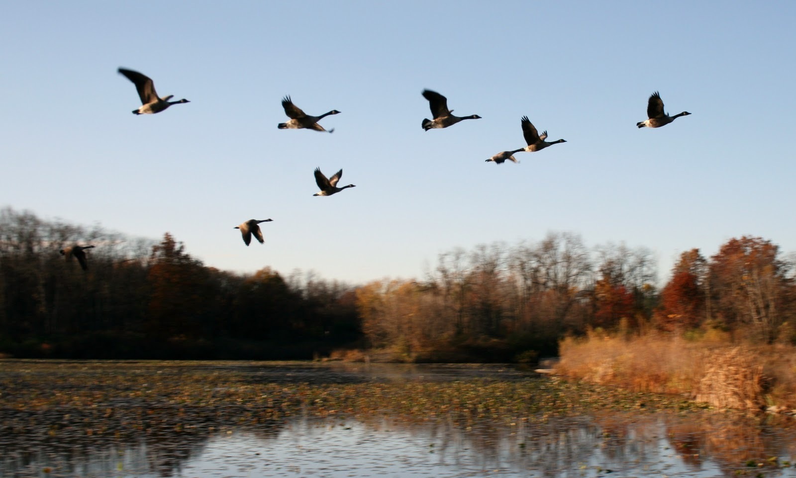 Я пойду на охоту утиную, но по уткам не буду стрелять.