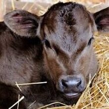 Валентина Ф, г. Брянск