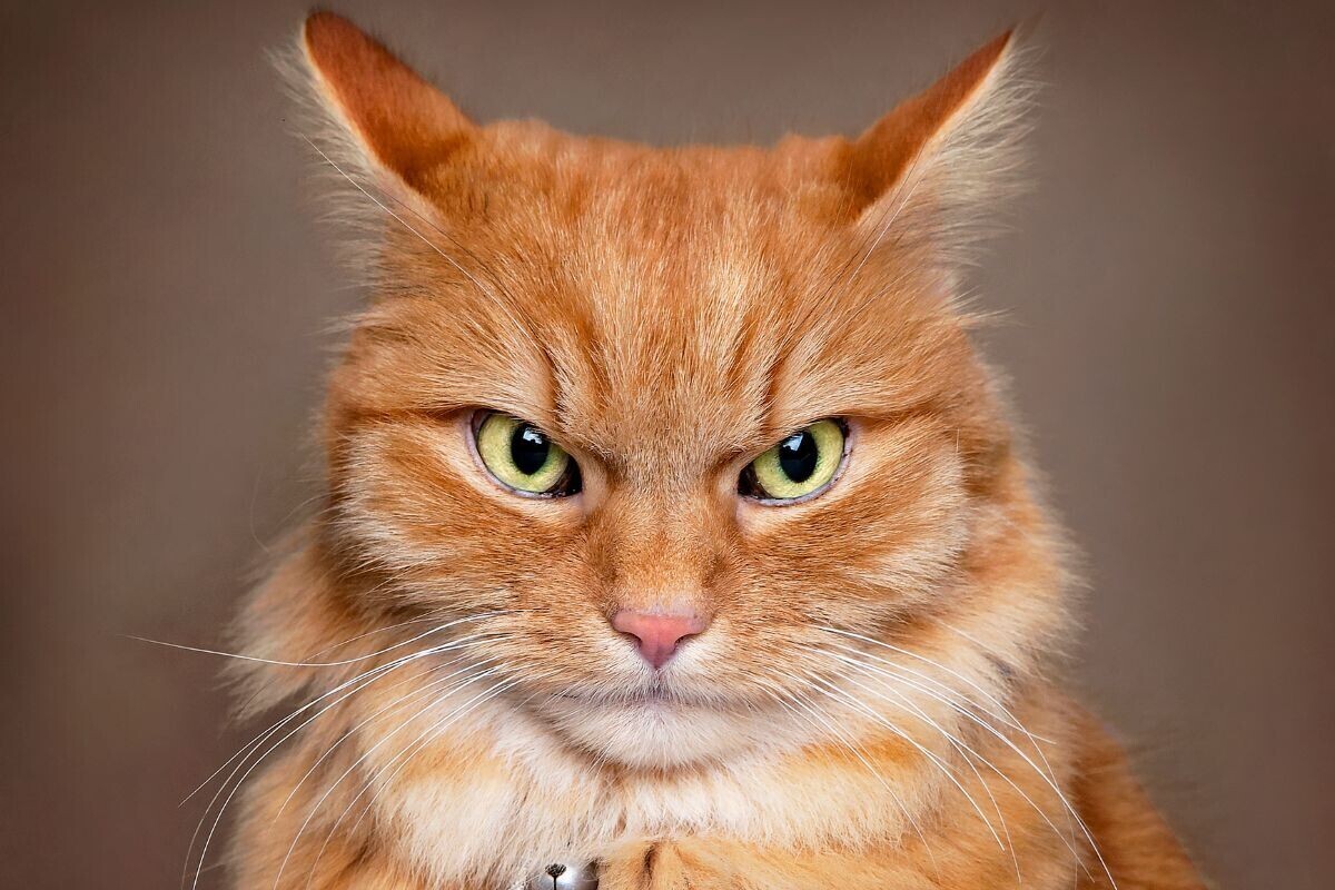 Поступки, которые вызовут у вашей кошки обиду и злость.